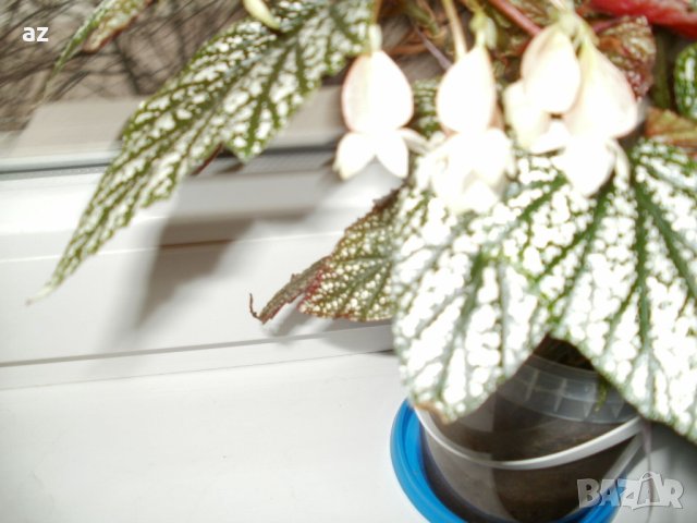 Бегония тамая