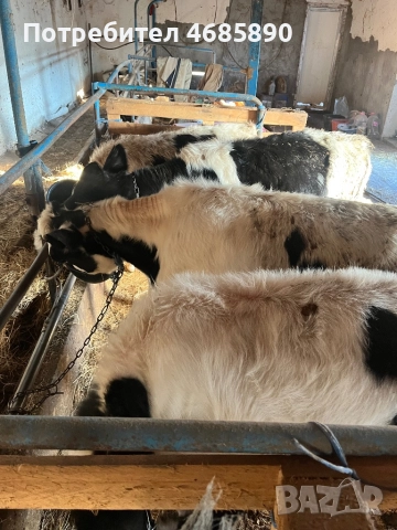 Черно шарени телета , снимка 2 - Крави - 52847848