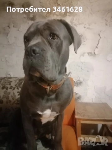 Кане Корсо бебета, снимка 8 - Кане корсо - 53012275