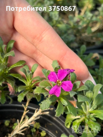 💞🍀🌸 Аубриета / Aubrieta, снимка 5 - Градински цветя и растения - 53641063