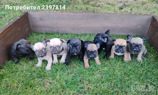 Френски булдог , снимка 3 - Френски булдог - 53832556