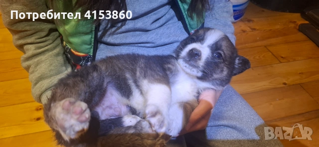 Малки кученца