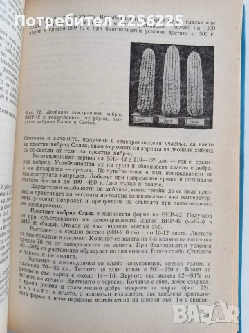 Отглеждане на хибридните царевици, снимка 7 - Части - 53043848