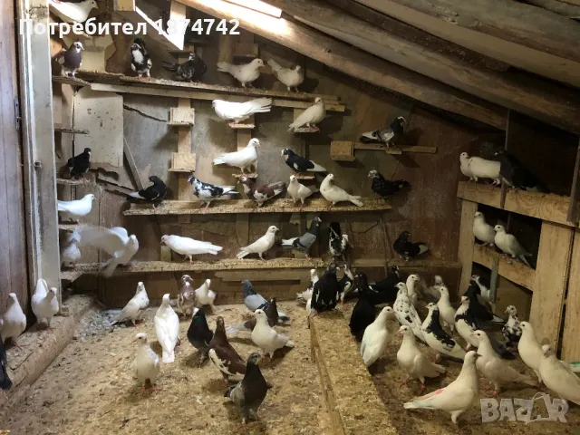 Пазарджишки високолетачи, снимка 2 - Гълъби - 37610596