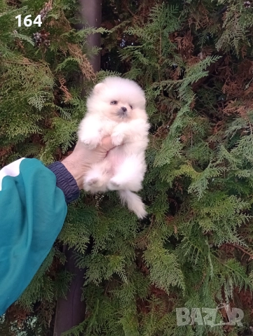 Миниатюрни. Мини Померани, снимка 6 - Померан - 52854068