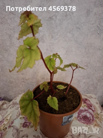 Цвете Бегония , снимка 4 - Стайни растения - 52124484
