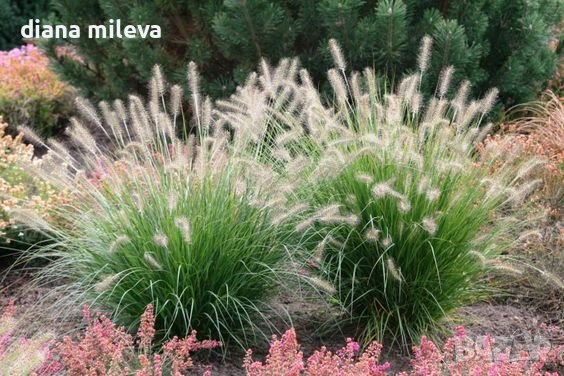 Пенисетум Малкото зайче, Pennisetum alopecuroides Little Bunny , снимка 4 - Градински цветя и растения - 42225243