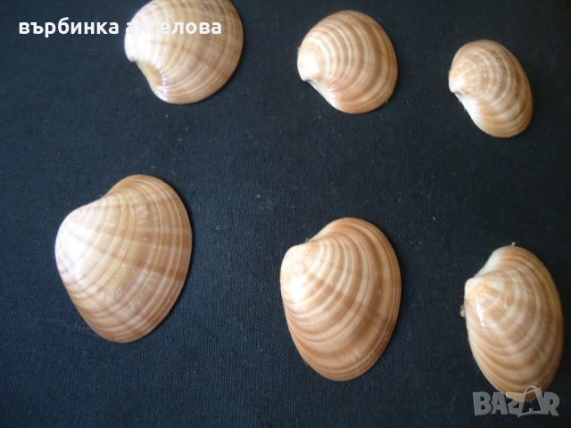 Мидени черупки и камъчета от Егейско море за вашата колекция, снимка 6 - Колекции - 34166712