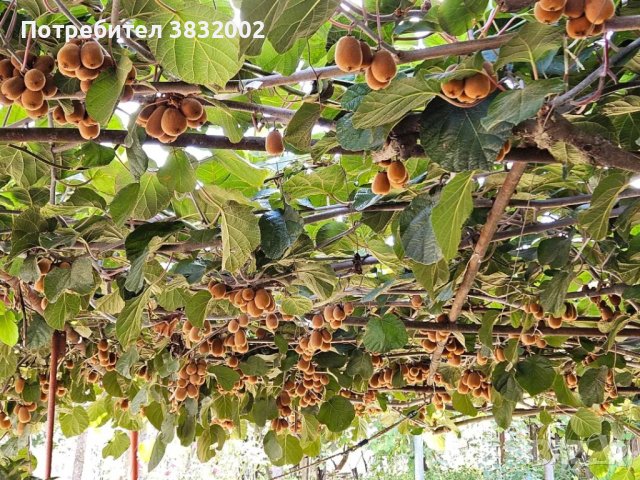 Киви сорт Бруно, снимка 6 - Градински цветя и растения - 42318378