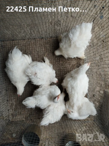 Бял мини кохин на 4 месеца , снимка 4 - Папагали - 51082249