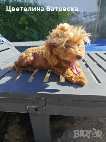 Продавам 3 мини пуделчета – момичета, 8 месеца , снимка 2 - Пудели - 52634858