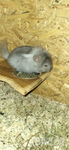 Продавам чинчила, снимка 4 - Чинчили - 52350530