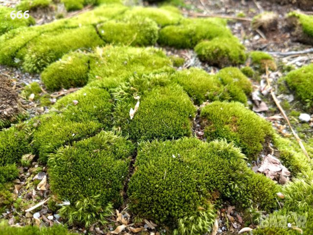 Естествен мъх