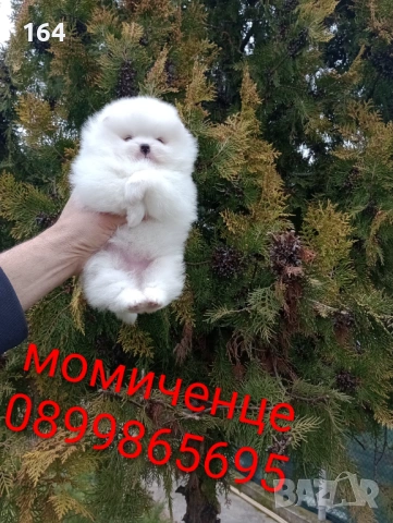 Женски бял Померан. Реални снимки от 28.02.26 г. 