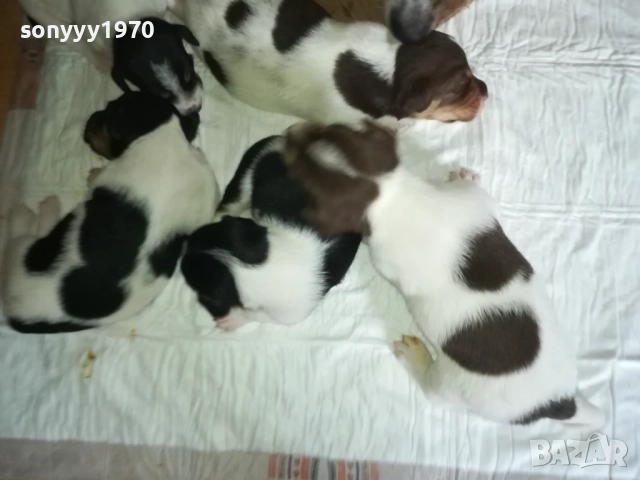 ДЖАК РЪСЕЛ БЕБЕТА-УНИКАЛНИ СЛАДУРИ 250ЛВ ЗА ЕДНО 3008251451, снимка 12 - Джак ръсел териер - 51543246