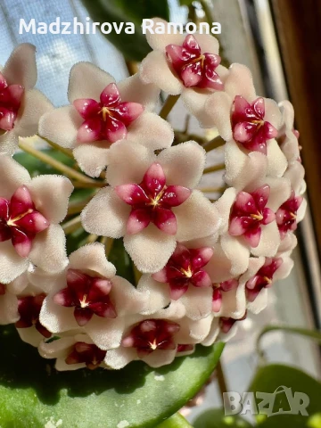 Hoya Obovata , снимка 1