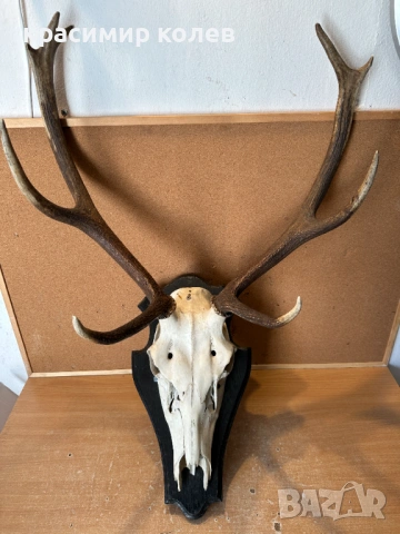 ловен трофей рога от Благороден елен