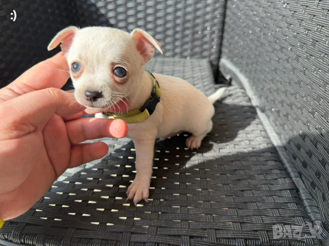 Чипхупинчер Актуално от 5.3.2026, снимка 2 - Пинчер - 53719295