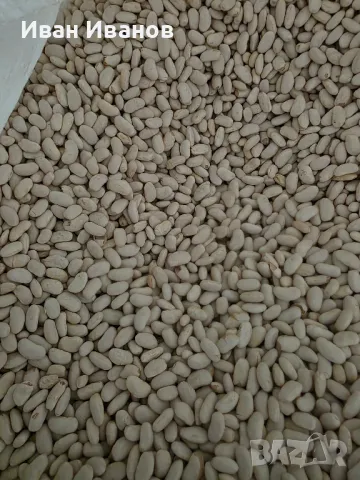 Боб сорт Еликсир , снимка 4 - Сортови семена и луковици - 49287654