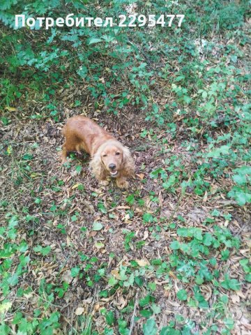 Кучета обяви за дребни и големи породи - Шумен, област Шумен — Bazar.bg -  Страница 2