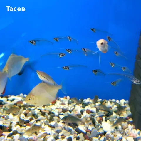 Стъклен сом 5см, снимка 1