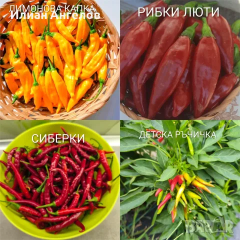 Семена от стари селски сортове домати,краставици и други, снимка 16 - Сортови семена и луковици - 52629365