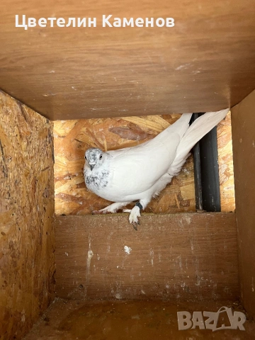 Унгарски високолетящи / Унгарци Гълъби , снимка 6 - Гълъби - 53068526
