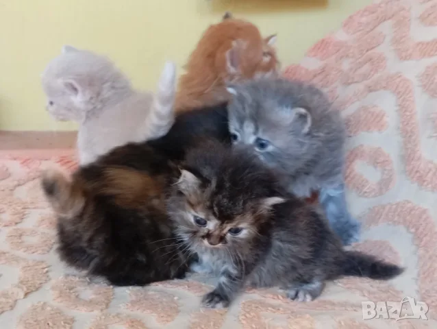 Сибирски котенца, сибирче, хипоалергично, коте, сибирска котка, снимка 3 - Сибирски - 56132083