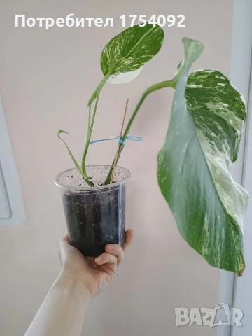 Monstera Albo