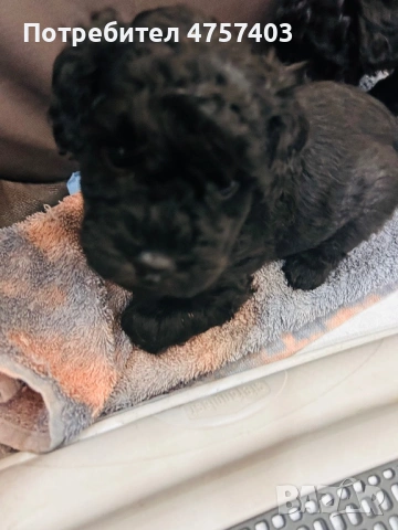 Пудел Той , снимка 5 - Пудели - 53740380