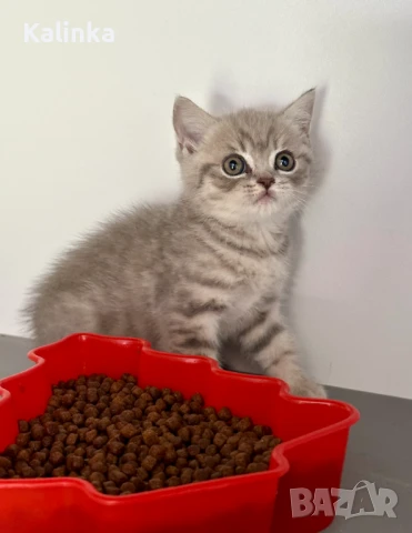 Британско късокосместо таби, снимка 3 - Британска късокосместа - 50895217