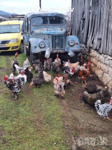 Продавам оплодени яйца от кокошки голошиики, снимка 12 - Кокошки и пуйки - 53650692