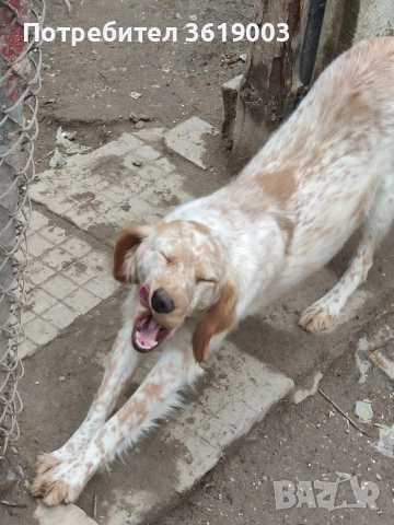 Английски сетер , снимка 6 - Английски сетери - 53198146