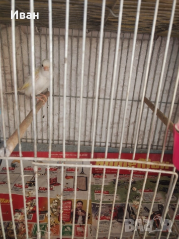 Мъжки канар , снимка 3 - Канари - 52524485
