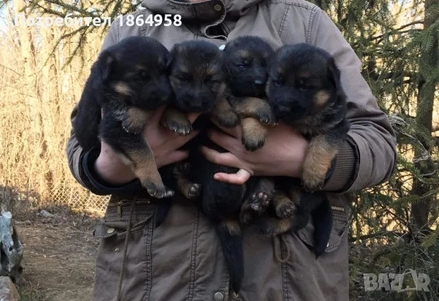 Бебета Немска Овчарка Доставка, снимка 6 - Немска овчарка - 50038663