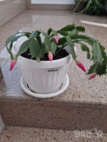 Стайни цветя - Коледничета