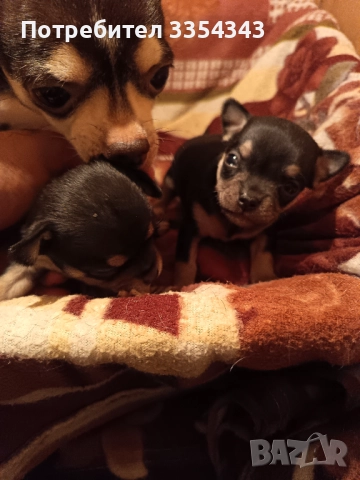 Чихо пинчери родени са 23.11.25, снимка 4 - Чихуахуа - 52791732