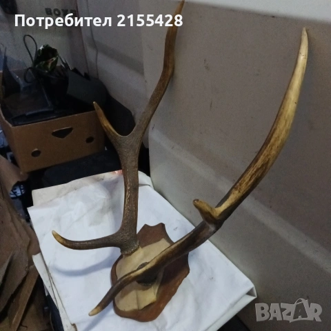 Еленски рога, снимка 2 - Декорация за дома - 53461980