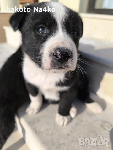 Малки сладури (кученца), снимка 6 - Други - 53710849