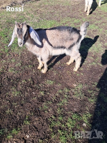 Англо-нубийски пръчлета за разплод, снимка 9 - Кози - 53256998