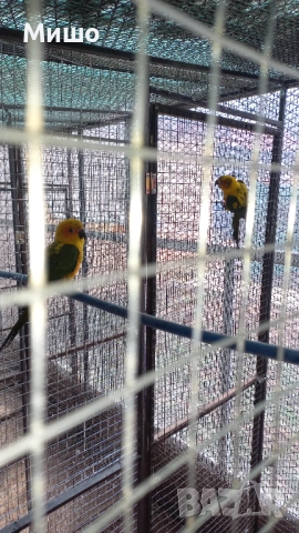 Продавам чифт Слънчеви Аратинги на 1 година може и бартер за Голям Александър или Сенегалски папагал