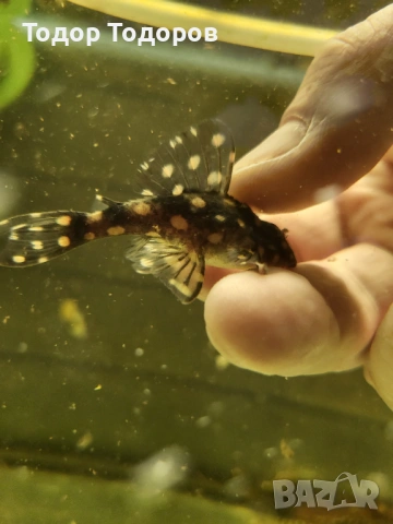 L201 контраденс, снимка 3 - Рибки - 53702031