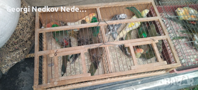 Продавам пойни папагали , снимка 12 - Папагали - 53620175