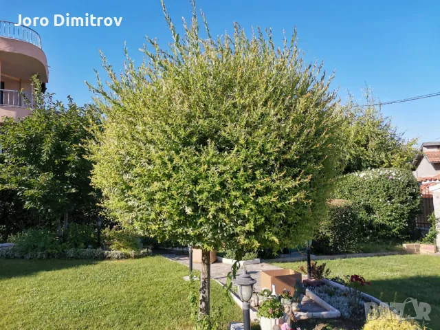 Поддръжка/Рязане на овошки и опасни дървета/Почистване на терени/Пръскане и изкореняване, снимка 6 - Други услуги - 48229616