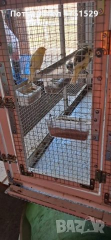 Мъжки Канари Орфей 2025г., снимка 3 - Канари - 53662815