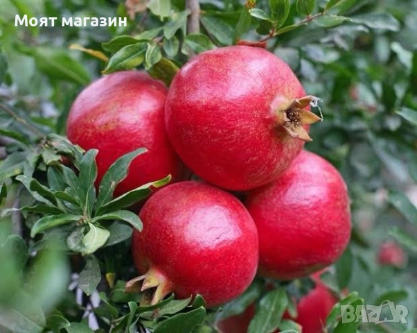 Мини- Нар punica granatum, снимка 3 - Градински цветя и растения - 53631824