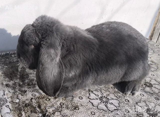 МЪЖКИ кочовати зайци , снимка 4 - Други - 53465684