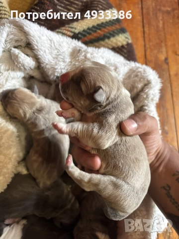 American Bully XL/Американско Були ХЛ, снимка 6 - Питбул - 55853976