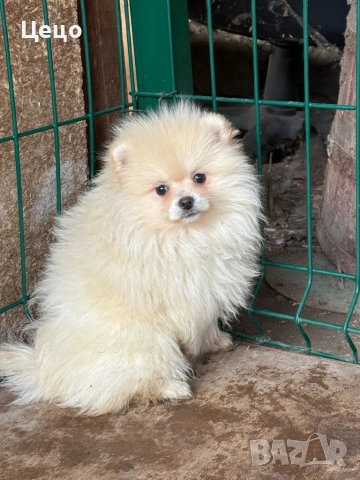 Момиче померан