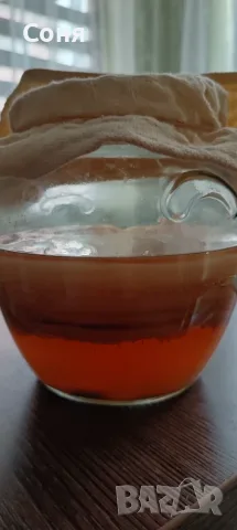 Комбуча гъба scoby + стартер течност за напитка